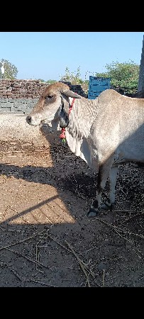 ગીર માકડી હોડકી છે