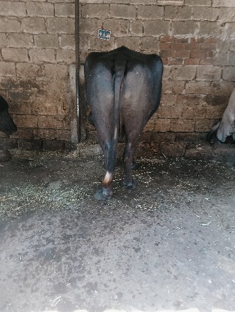 ભેંસ વેચવાની છે વેતર 3