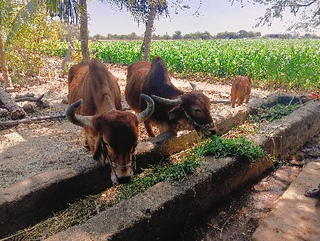 थंबनेल 3