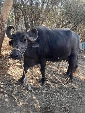 थंबनेल 2