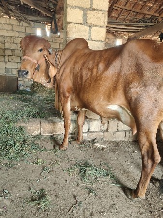 थंबनेल 3