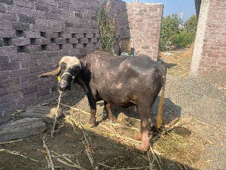 थंबनेल 2