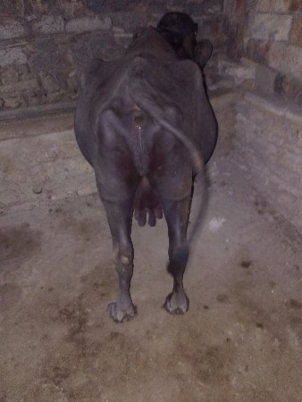 થંબનેલ 3