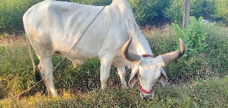 थंबनेल 3