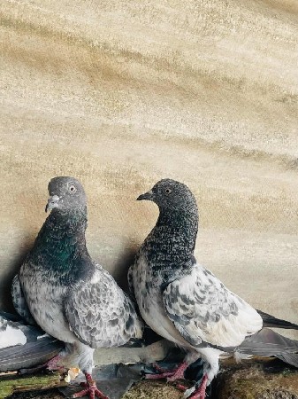 કબુતર ની જોડી દેવાનીછે