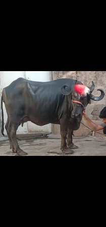 ભેંસ વેચવાનું છે