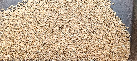 લોકવન ઘઉં વેશવાના સે