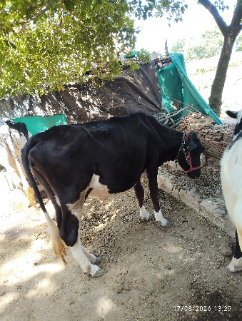 થંબનેલ 3