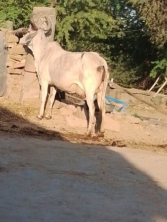 આ ગાય વેચવાની છે અને ગાભણ