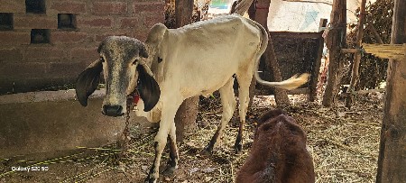 थंबनेल 3