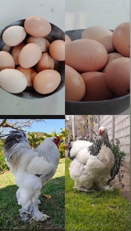 બ્રહ્મા મુરઘાના ઈંડા મરી જશે