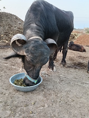 ભેસ વેચવાની છે.