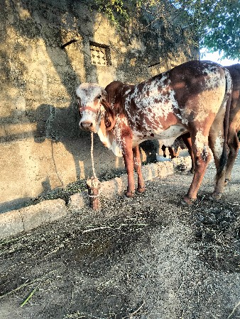 ગીર હોડકી કાબરી ઓરીજનલ