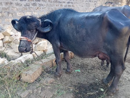 ભેંસ વેચવાની છે