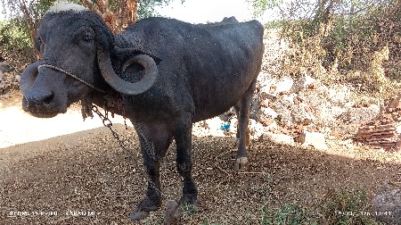 ખળેલી વેચવાની છે