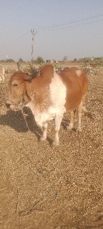 બળદવેસવાની