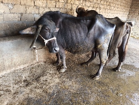 થંબનેલ 2