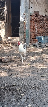 દેસી કુકડો