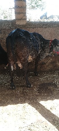 थंबनेल 2