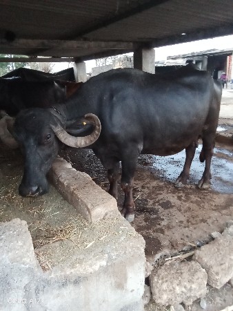 આ ભેંસ વેચવાની છે