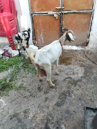 थंबनेल 3