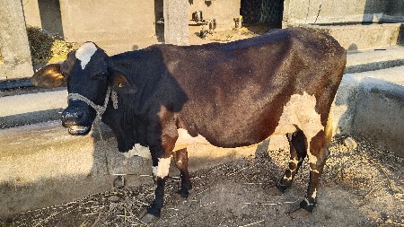 ગાય વેચવાની છે