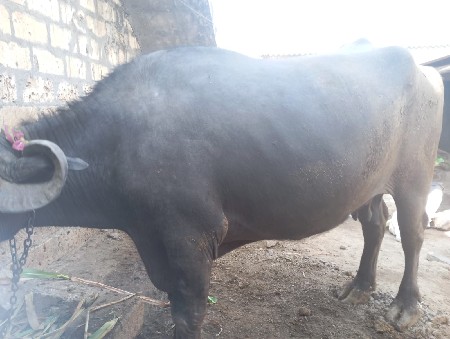 थंबनेल 3