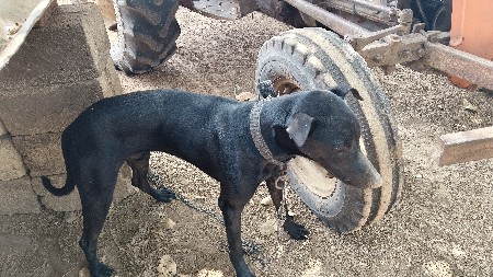 ડોબરમેન કુતરો વેચવાનો છે