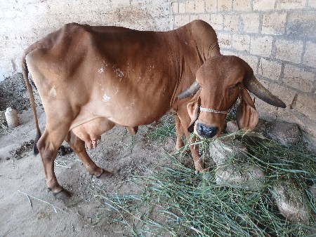 ગીર ગાય વેચવાની છે