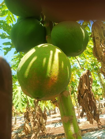 વેચવાના છે