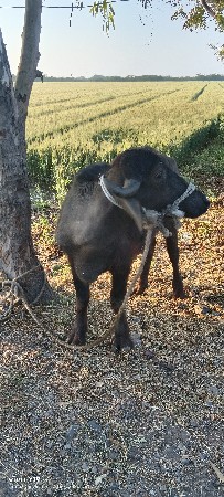 આ પાડિ વેચવાની છે