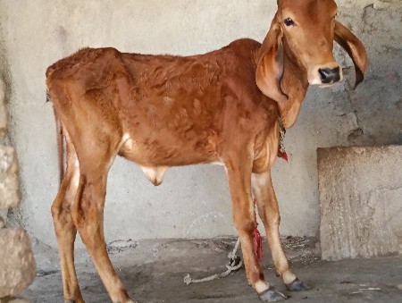 થંબનેલ 2