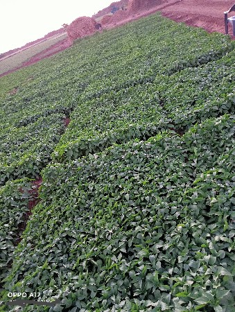 મરચી નો રોપ વેચવાનો છે.