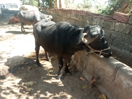 થંબનેલ 2