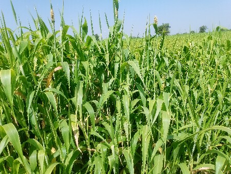 લીલી જુવાર વેચવાની છે