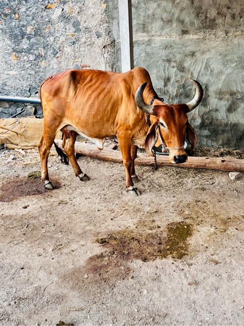 थंबनेल 3