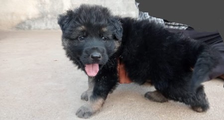 જર્મન શેફર્ડ