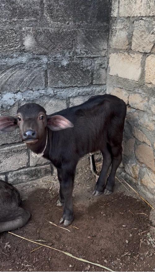 थंबनेल 3