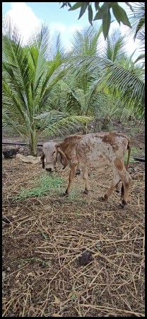 थंबनेल 3