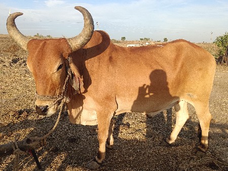 थंबनेल 3