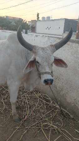 थंबनेल 3