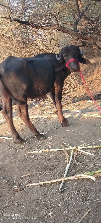 थंबनेल 3