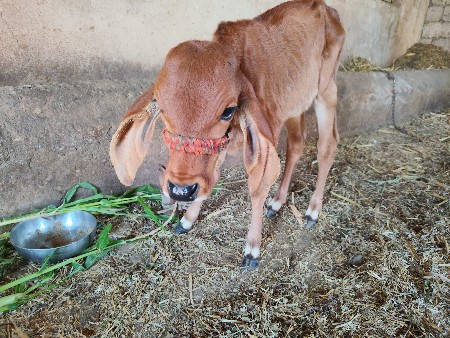 થંબનેલ 2