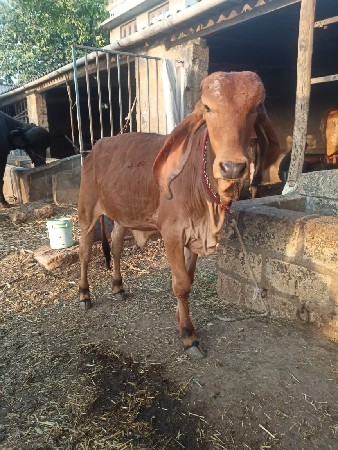 વાચળિ વેચવિ