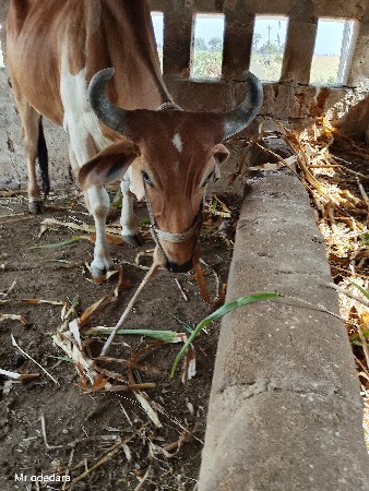 થંબનેલ 3