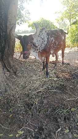 थंबनेल 3