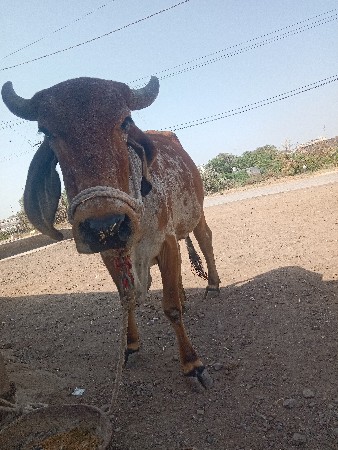આ ગાય વેચવાની છે