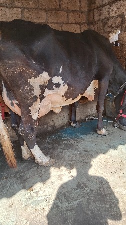 ગાય વેચવાની છે