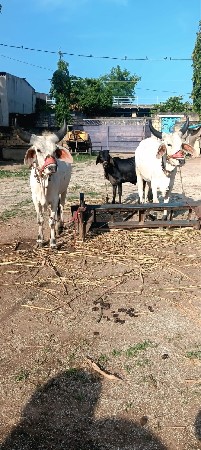 थंबनेल 2