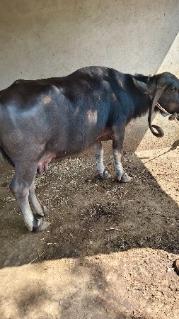 थंबनेल 3